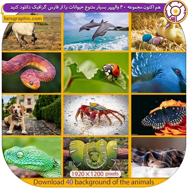 download 40 wallpaper animals