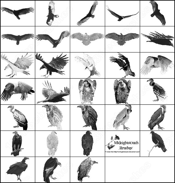 دانلود مجموعه ۲۰۰ براش پرندگان برای فتوشاپ