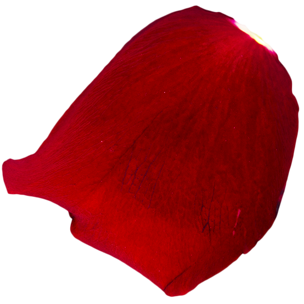 مجموعه تصاویر گلبرگ گل رز قرمز Red Rose Petal Overlays