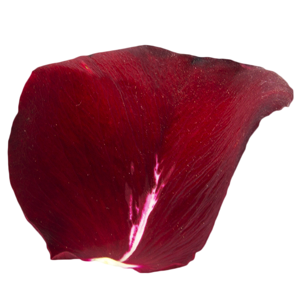 مجموعه تصاویر گلبرگ گل رز قرمز Red Rose Petal Overlays
