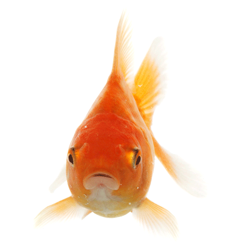 مجموعه رایگان 40 فایل PNG ماهی گلی عید