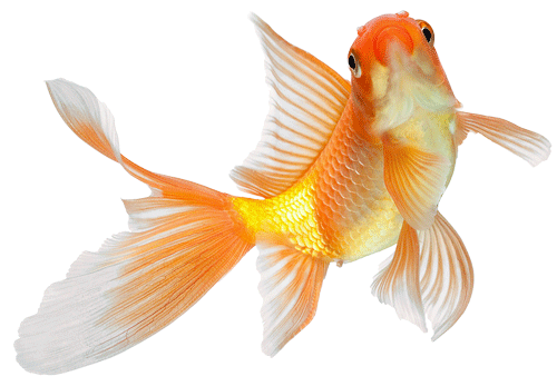 مجموعه رایگان 40 فایل PNG ماهی گلی عید